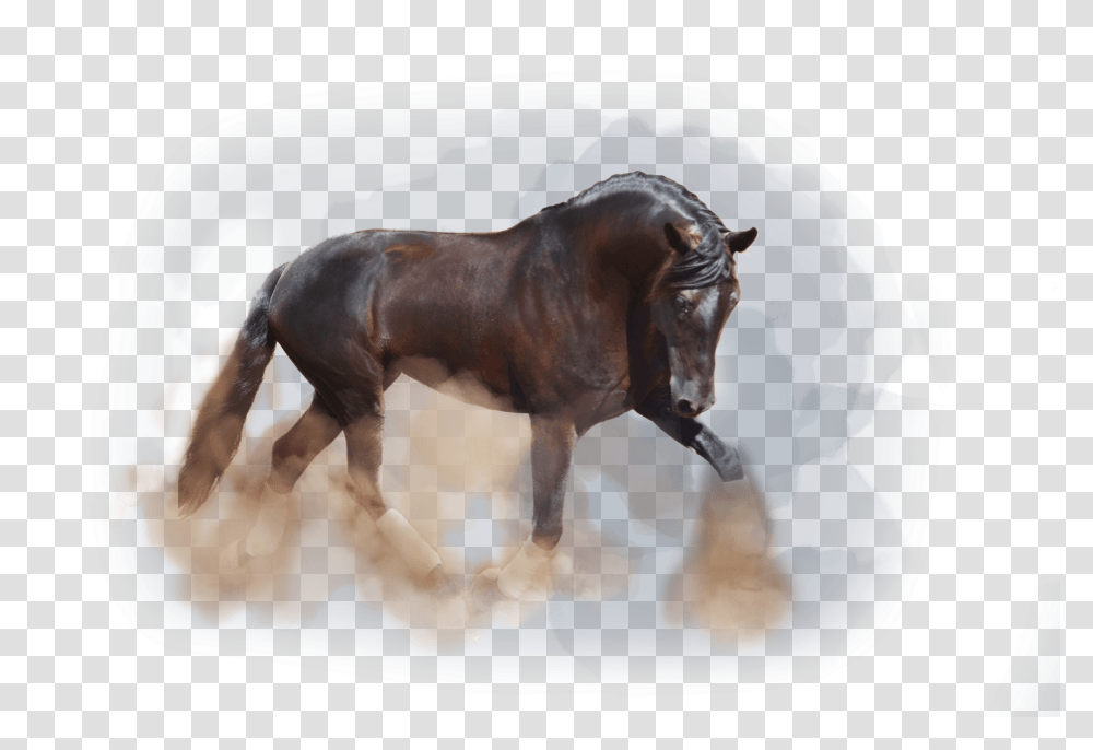 Elegante Andalusier Horse, Mammal, Animal, Colt Horse, Bull Transparent Png