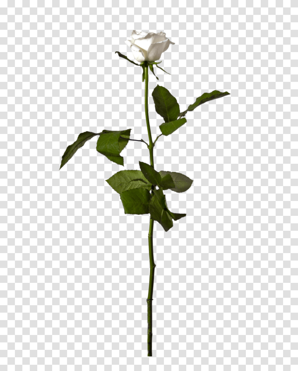 Eleletsitz Single White Rose Images, Plant, Leaf, Green, Flower Transparent Png