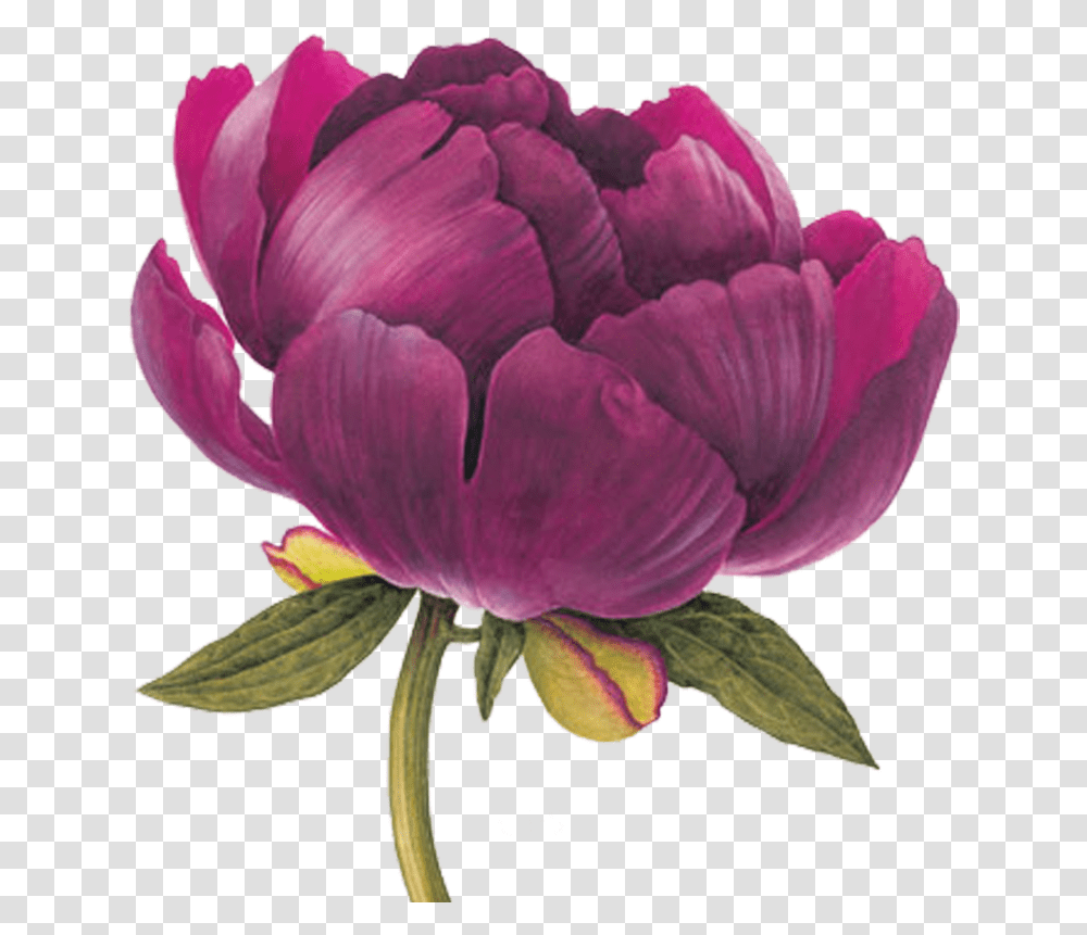 Element Flowers Watercolor Botanical Illustration Peony Drawing, Plant, Petal, Blossom, Rose Transparent Png
