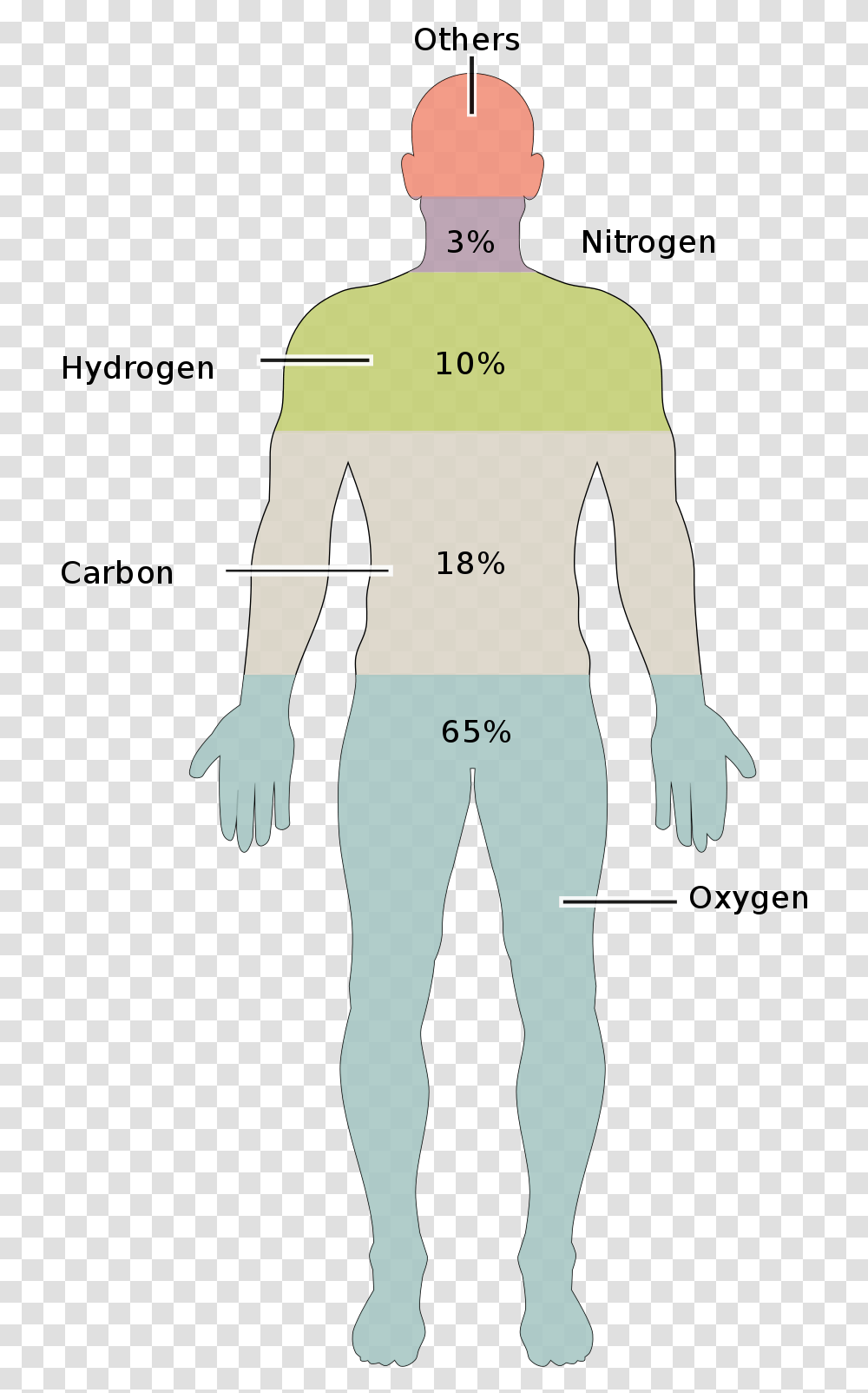 Elements In Human Body, Plot, Diagram, Person, Measurements Transparent Png