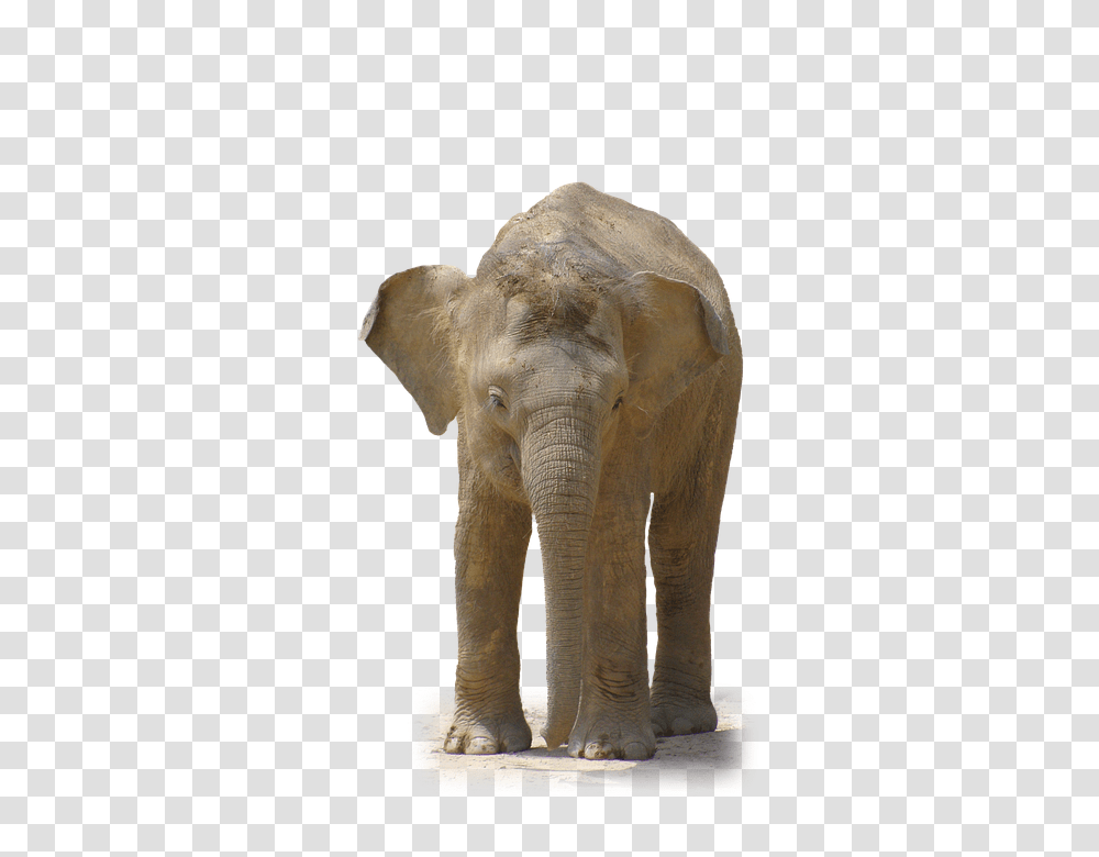 Elephant 960, Animals, Wildlife, Mammal Transparent Png
