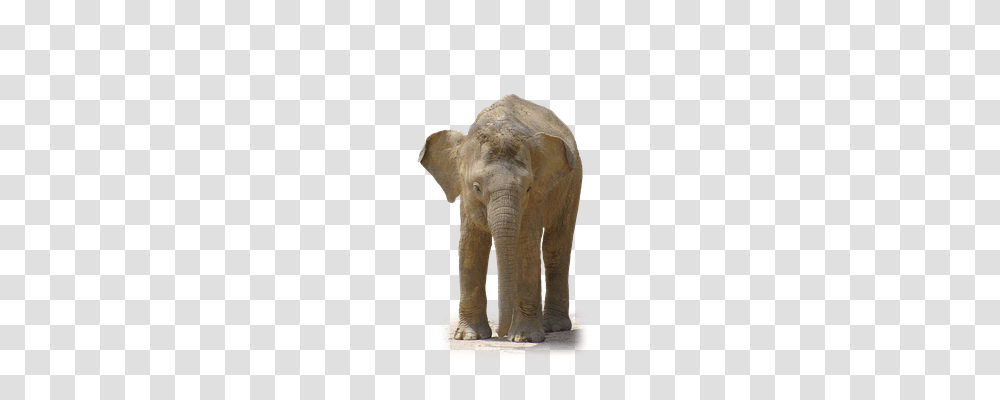 Elephant Wildlife, Mammal, Animal, Ivory Transparent Png