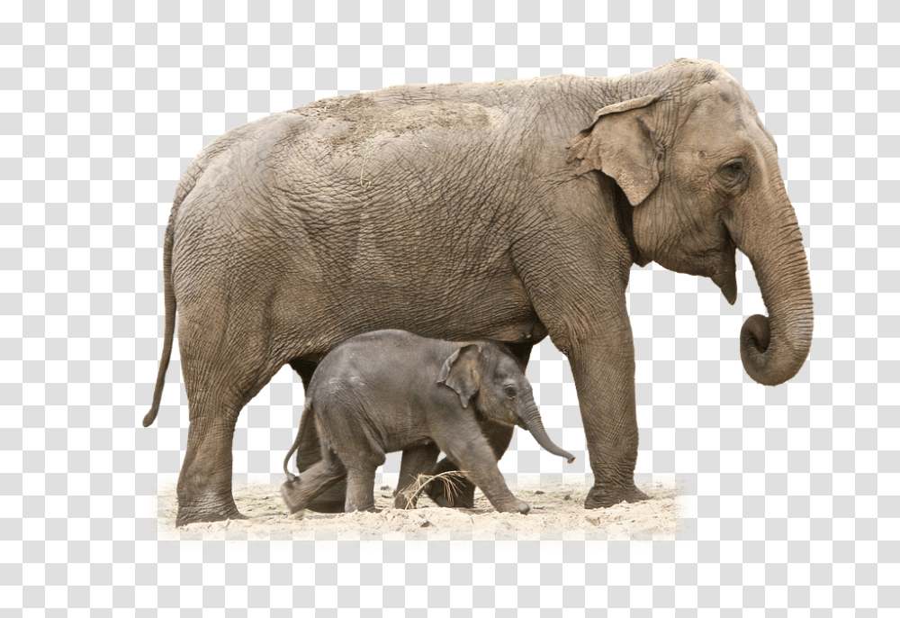Elephant 960, Animals, Wildlife, Mammal Transparent Png