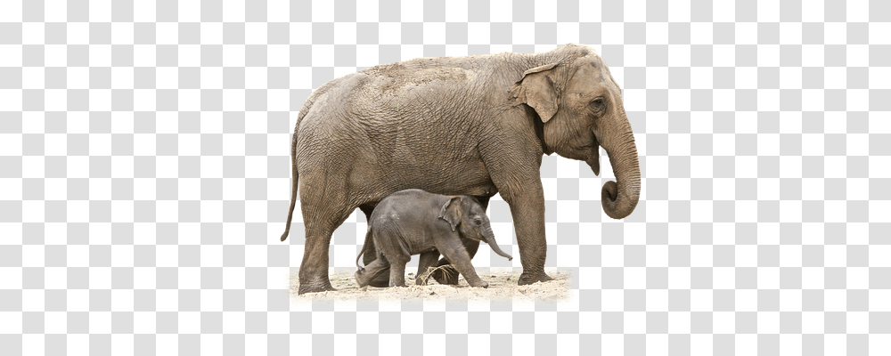 Elephant Wildlife, Mammal, Animal Transparent Png