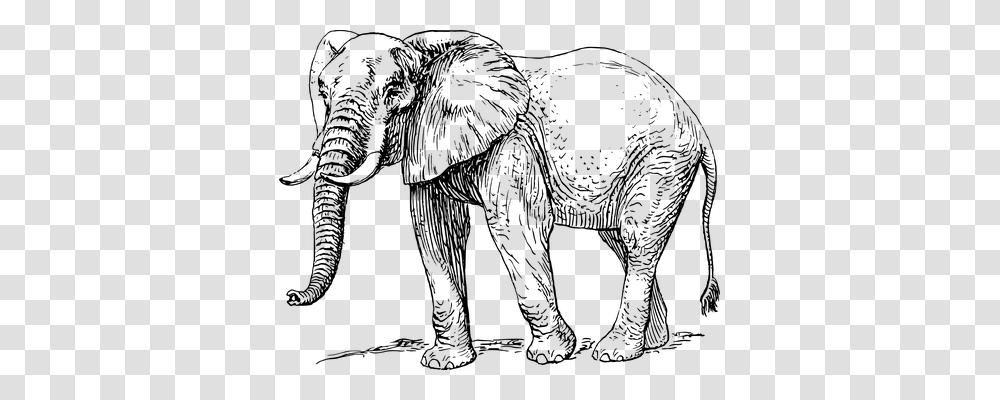Elephant Animals, Gray, World Of Warcraft Transparent Png