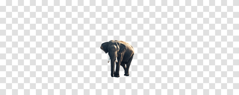 Elephant Wildlife, Mammal, Animal, Cow Transparent Png