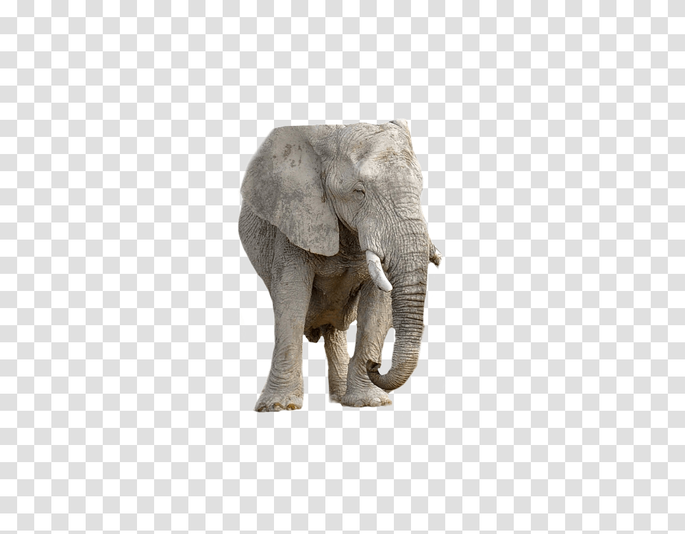Elephant 960, Animals, Wildlife, Mammal, Ivory Transparent Png