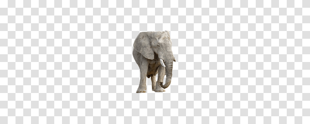 Elephant Wildlife, Mammal, Animal, Ivory Transparent Png