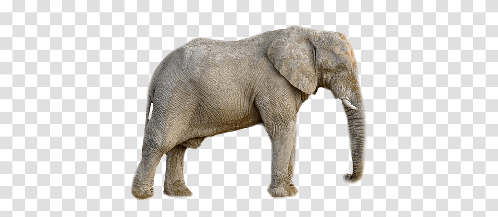Elephant Animal Africa Slon, Wildlife, Mammal Transparent Png