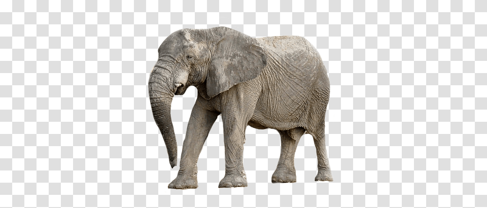 Elephant Animal Africa Zwierzta Z Afryki, Wildlife, Mammal Transparent Png
