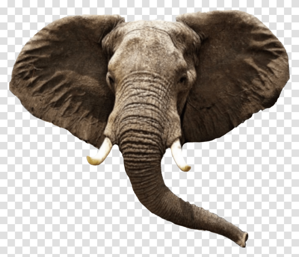 Elephant Animal Head, Wildlife, Mammal, Beak, Bird Transparent Png