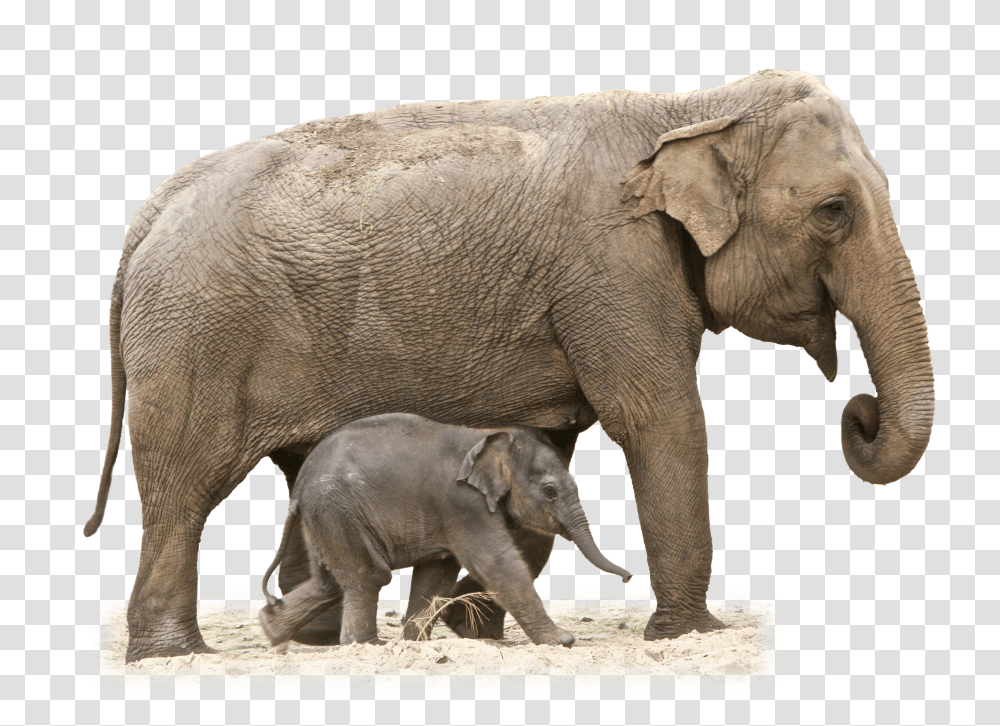 Elephant, Animals, Wildlife, Mammal Transparent Png