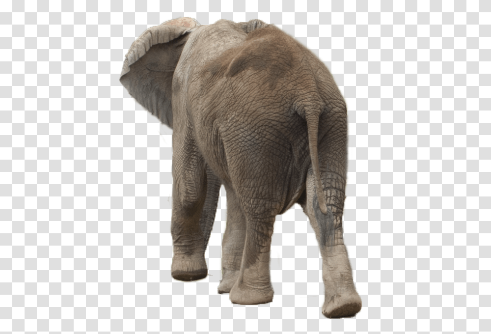 Elephant Asian Elephant, Wildlife, Mammal, Animal Transparent Png