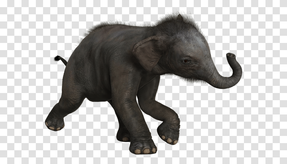Elephant Baby Pachyderm Mammals Wild Cute Indian Elephant, Wildlife, Animal, Reptile, Dinosaur Transparent Png