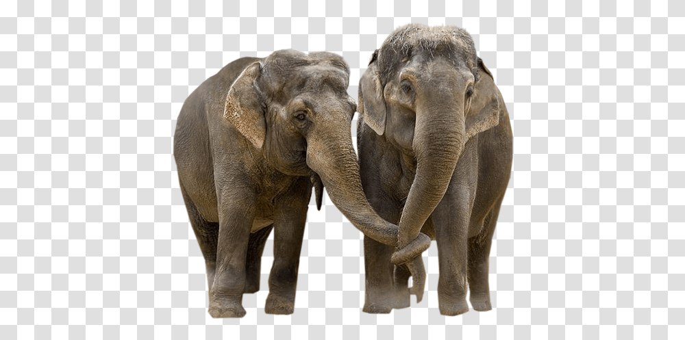 Elephant Background Cute Elephant, Wildlife, Mammal, Animal Transparent Png