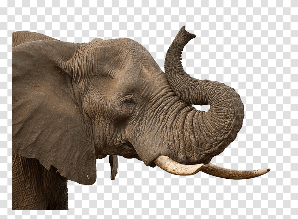 Elephant Background Elephant Trunk, Wildlife, Mammal, Animal, Ivory Transparent Png