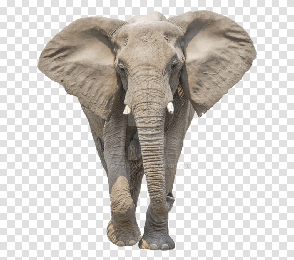 Elephant Background Elephant, Wildlife, Mammal, Animal Transparent Png
