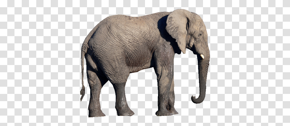 Elephant Background National Symbols Of India, Wildlife, Mammal, Animal Transparent Png