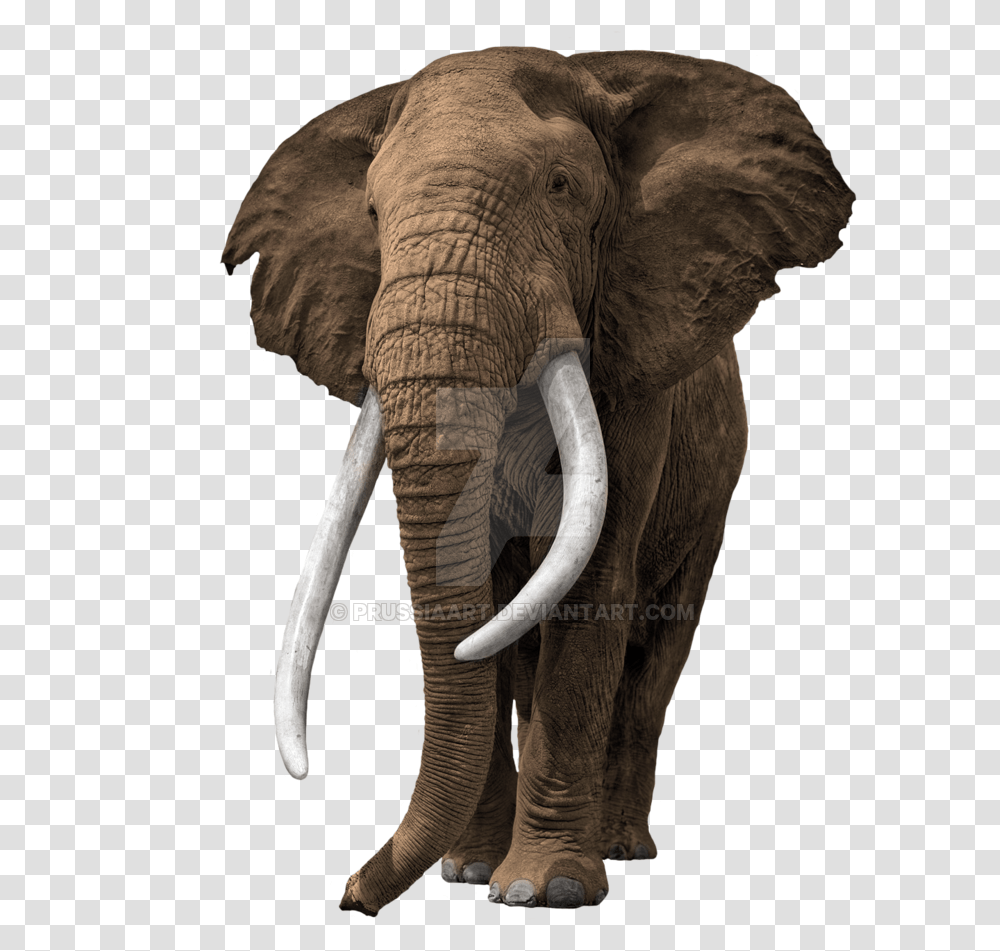 Elephant Background Prussiaart Old African Bull Elephant, Wildlife, Mammal, Animal, Ivory Transparent Png