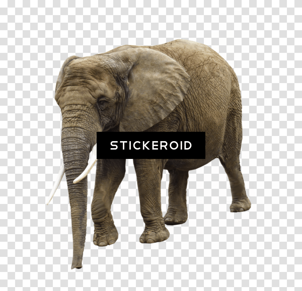 Elephant Background, Wildlife, Mammal, Animal, Ivory Transparent Png