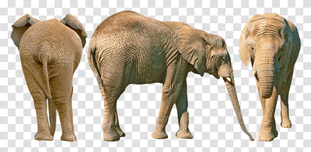 Elephant Butt, Wildlife, Mammal, Animal Transparent Png