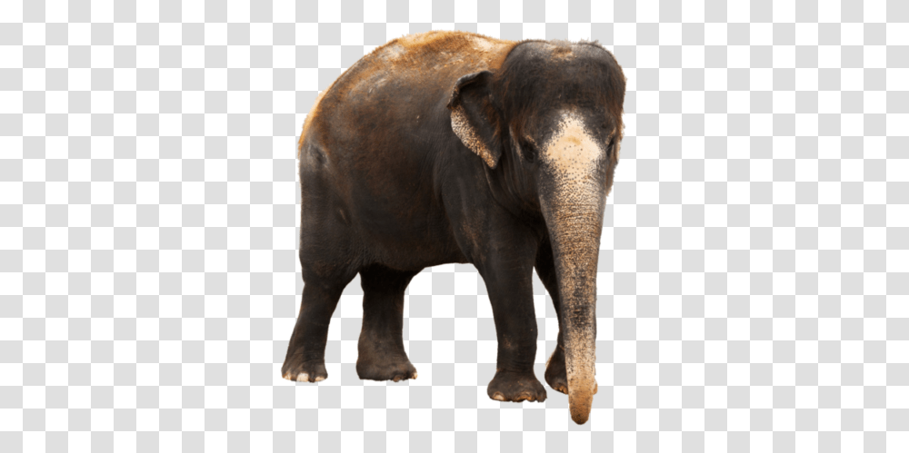 Elephant Clipart 4 Photo 5405 Image Science Trivia About Animals, Wildlife, Mammal, Horse Transparent Png