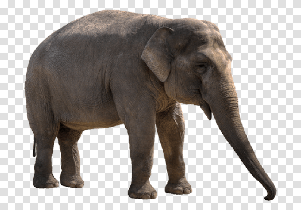 Elephant Clipart Background Asian Elephant, Wildlife, Mammal, Animal Transparent Png