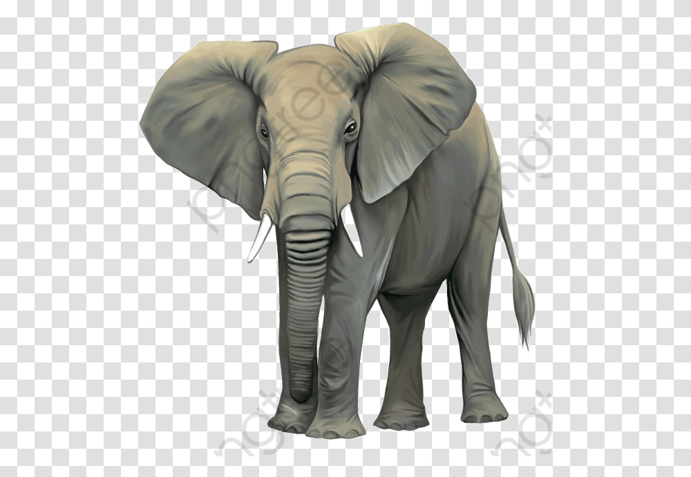 Elephant Clipart Realistic Elephant Wild Animals Clipart, Mammal, Wildlife, Person, Human Transparent Png