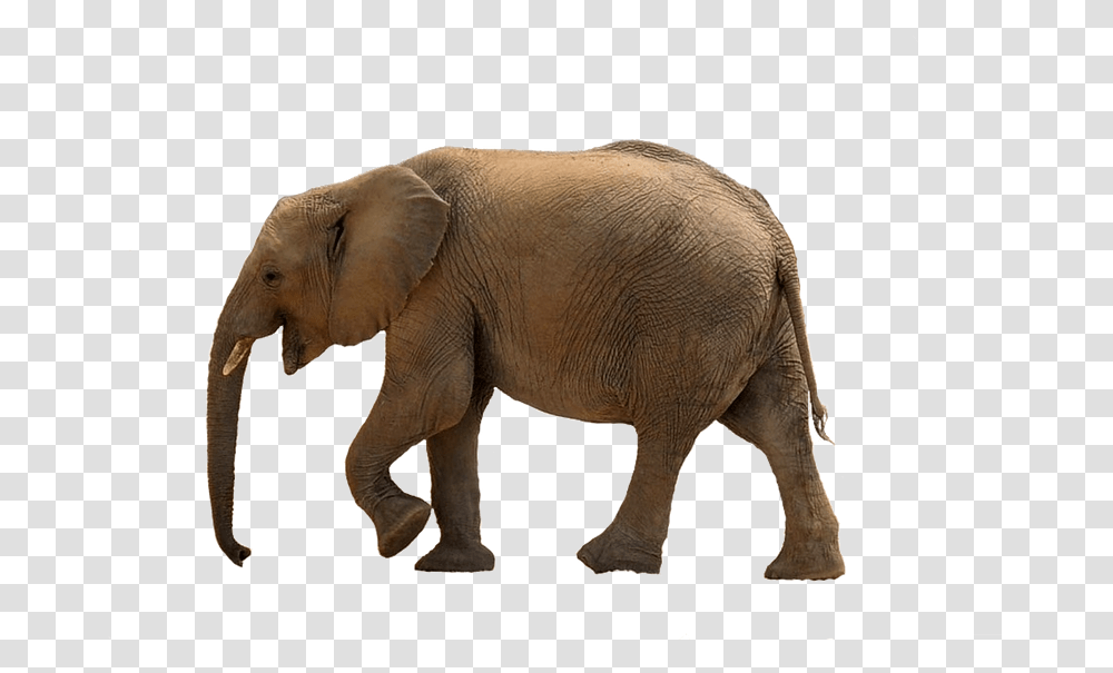 Elephant Download Baby Elephant, Wildlife, Mammal, Animal Transparent Png