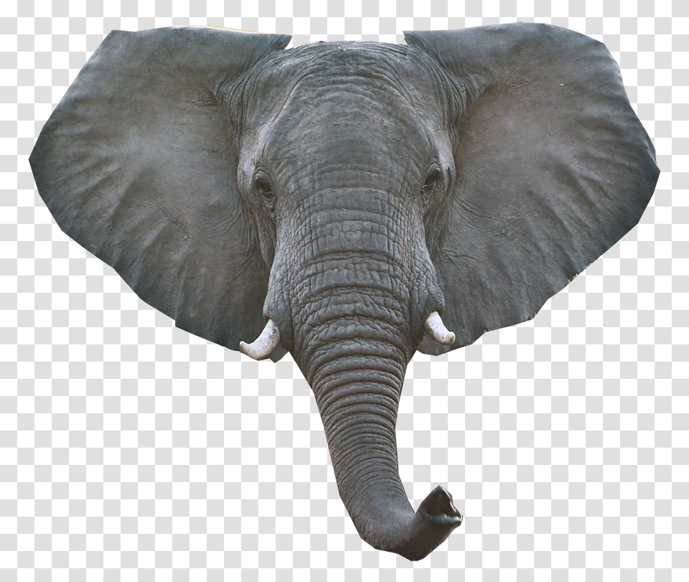Elephant Download Image, Wildlife, Mammal, Animal, Beak Transparent Png