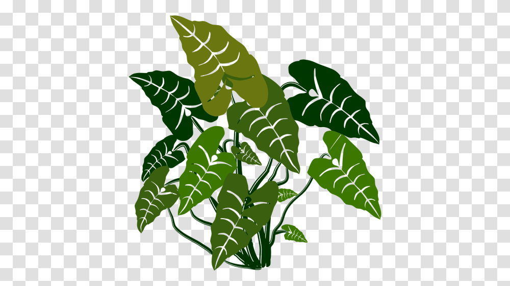 Elephant Ears Plant, Leaf, Green, Vegetation, Tree Transparent Png