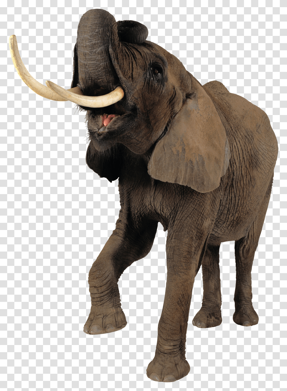 Elephant Elephant Background Transparent Png