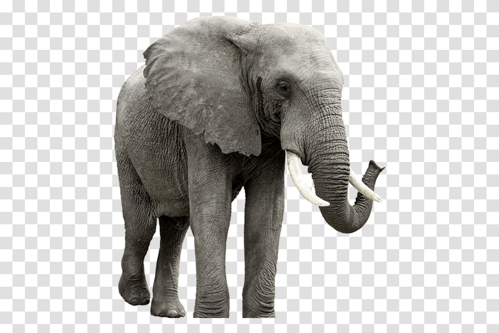 Elephant Elephant Background, Wildlife, Mammal, Animal Transparent Png