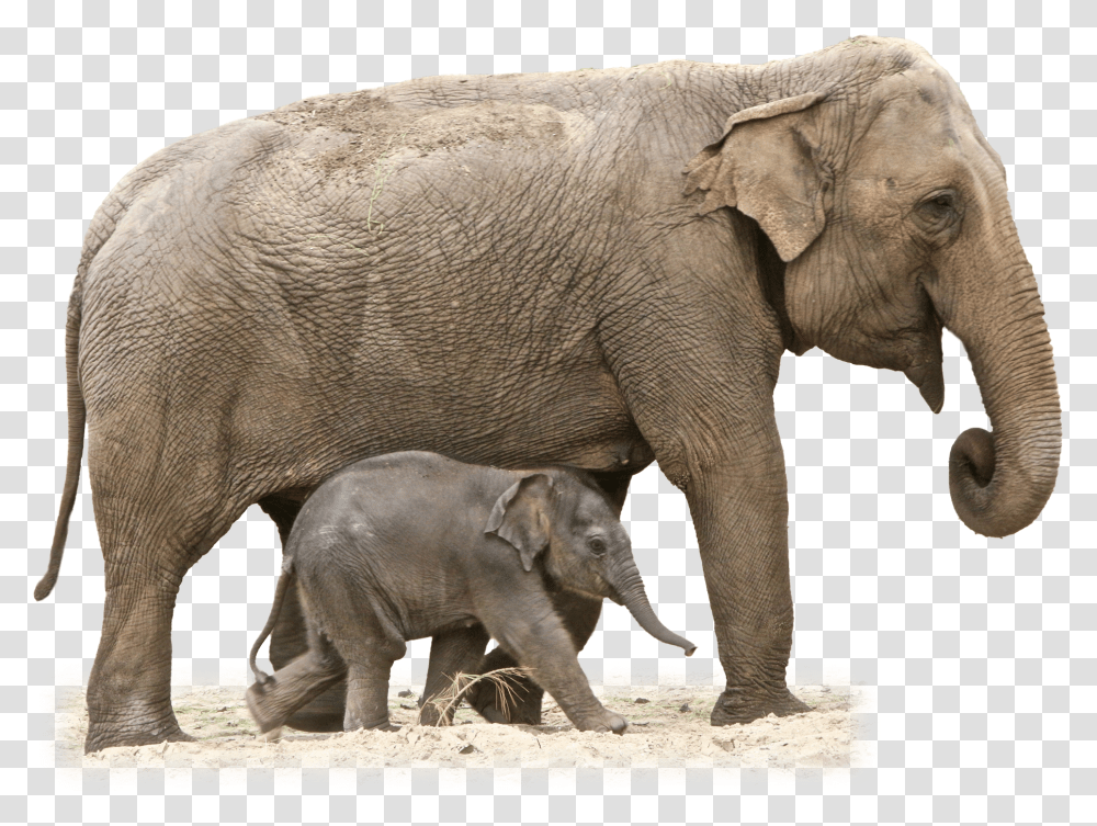 Elephant Elephant, Wildlife, Mammal, Animal Transparent Png