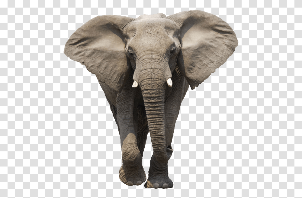 Elephant Face Elephant, Wildlife, Mammal, Animal Transparent Png