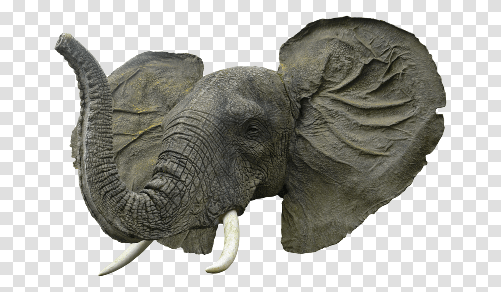 Elephant Face Image Elephant Head, Wildlife, Mammal, Animal, Ivory Transparent Png