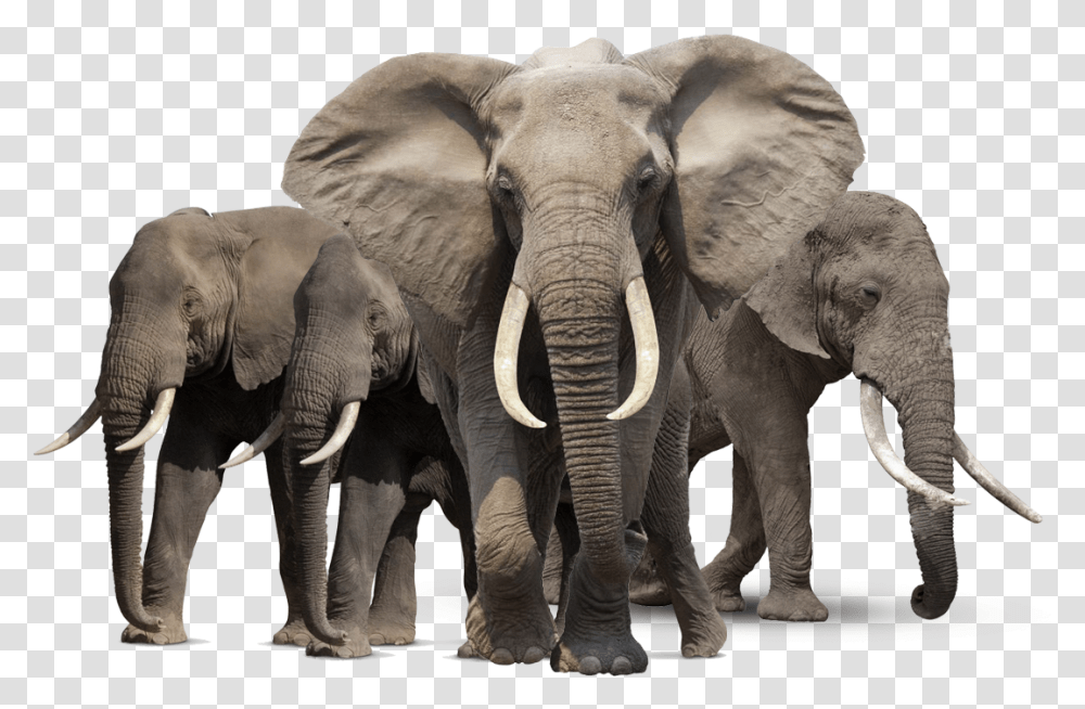 Elephant Family Image Elephants, Wildlife, Mammal, Animal Transparent Png