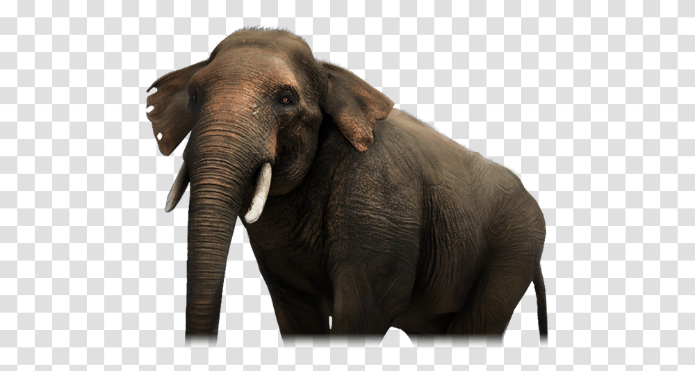 Elephant Far Cry 4 Elephant, Wildlife, Mammal Transparent Png
