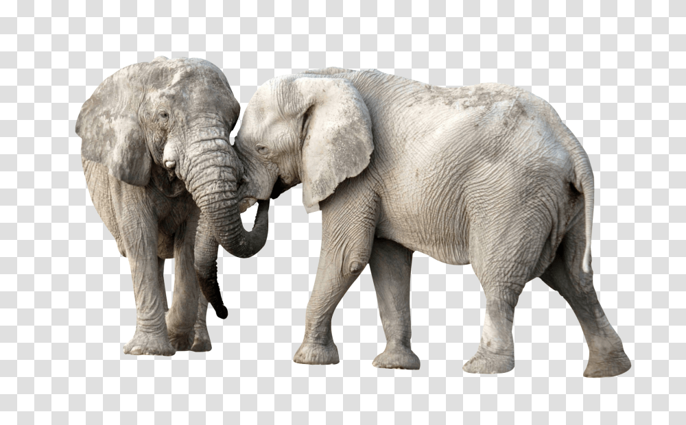 Elephant Fight Image, Animals, Wildlife, Mammal Transparent Png