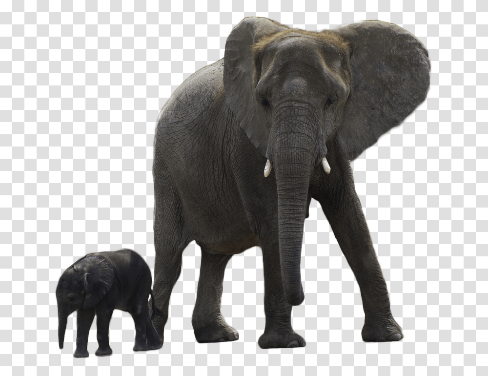 Elephant Free Download Arts Elephant With Baby, Wildlife, Mammal, Animal Transparent Png