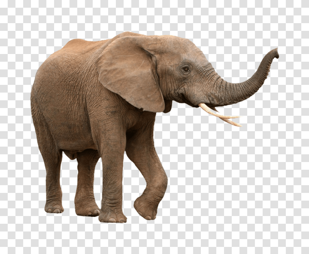 Elephant Free Elephant With White Background, Wildlife, Mammal, Animal Transparent Png