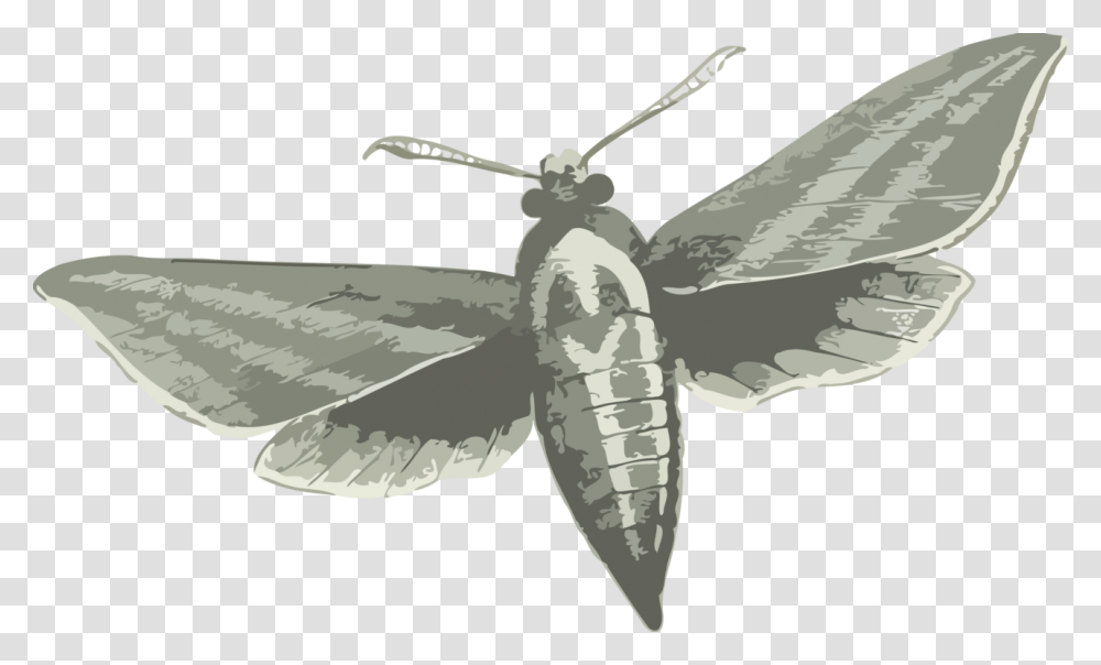 Elephant Hawk Moth, Animal, Insect, Invertebrate, Butterfly Transparent Png