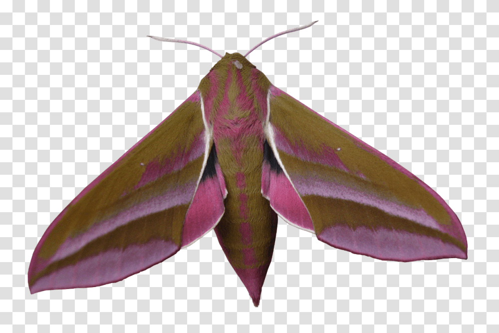 Elephant Hawk Moth, Insect, Invertebrate, Animal, Butterfly Transparent Png