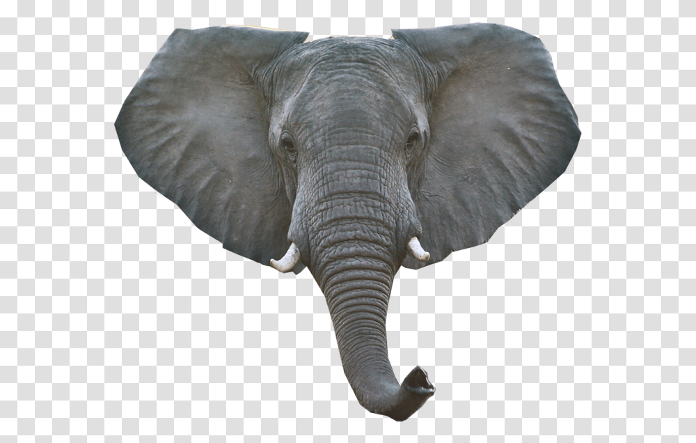 Elephant Head Clipart Elephant Head, Wildlife, Mammal, Animal Transparent Png