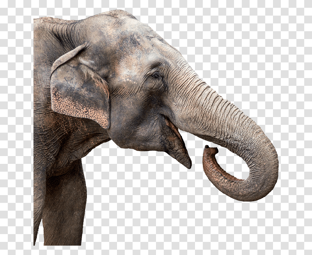 Elephant Head Cutout Elephant Head, Wildlife, Mammal, Animal Transparent Png
