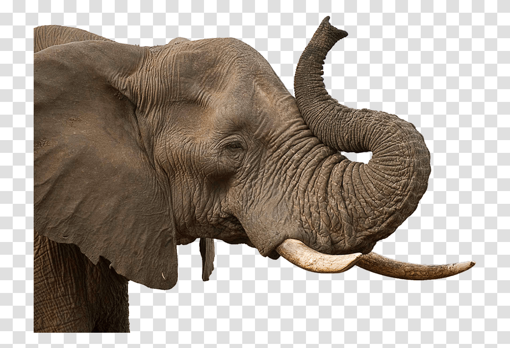 Elephant Head Images Background Elephant Head, Wildlife, Mammal, Animal, Ivory Transparent Png