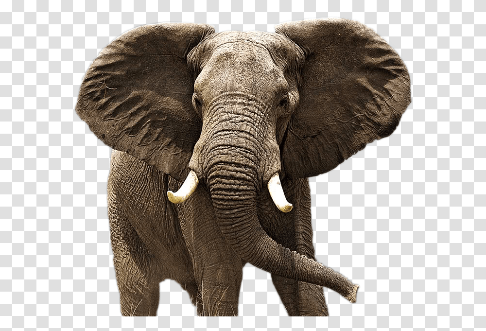 Elephant Image Animal Is Also Known As The Best Rain Detector, Wildlife, Mammal, Ivory Transparent Png