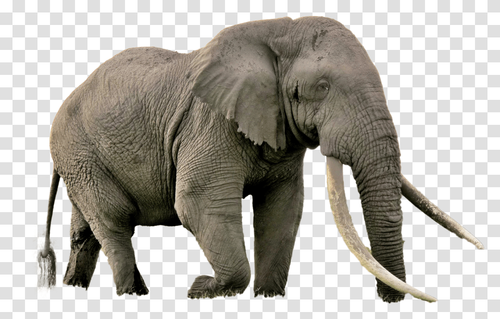 Elephant Image Biggest Animal In Africa Transparent Png