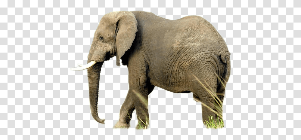 Elephant Image Elephant Hq, Wildlife, Mammal, Animal, Beak Transparent Png