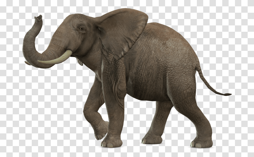 Elephant Image Elephant, Wildlife, Mammal, Animal Transparent Png